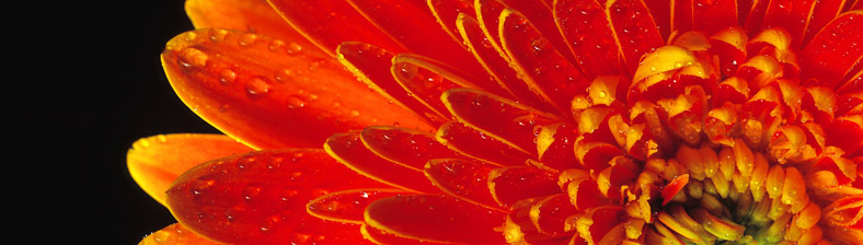 Bl&uuml;tenkelch Andoro Startseite